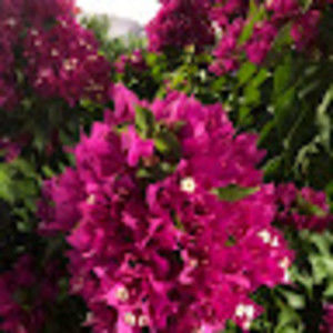 Meet your Posher, Pat